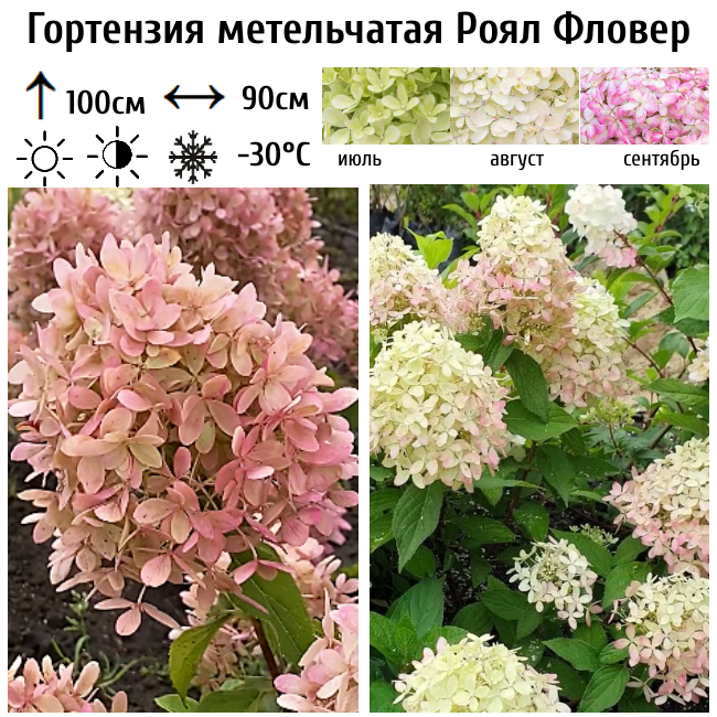 Гортензия метельчатая Роял Фловер