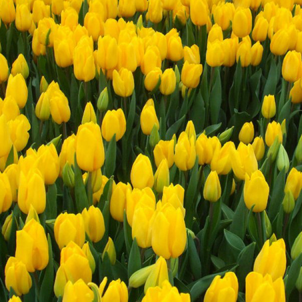 Скоро в продаже тюльпаны Стронг Голд Скоро в продаже тюльпаны Стронг Голд