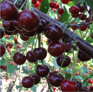 Дюк (Черевишня) Ивановна (среднепоздний сорт)