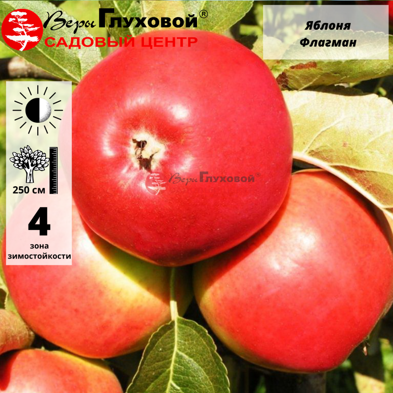 Основное изображение товара