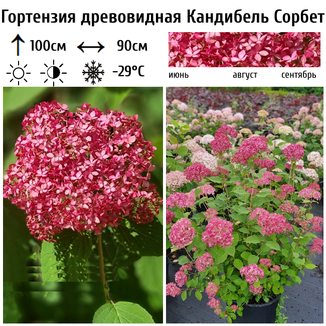 Гортензия древовидная Кандибель Сорбет