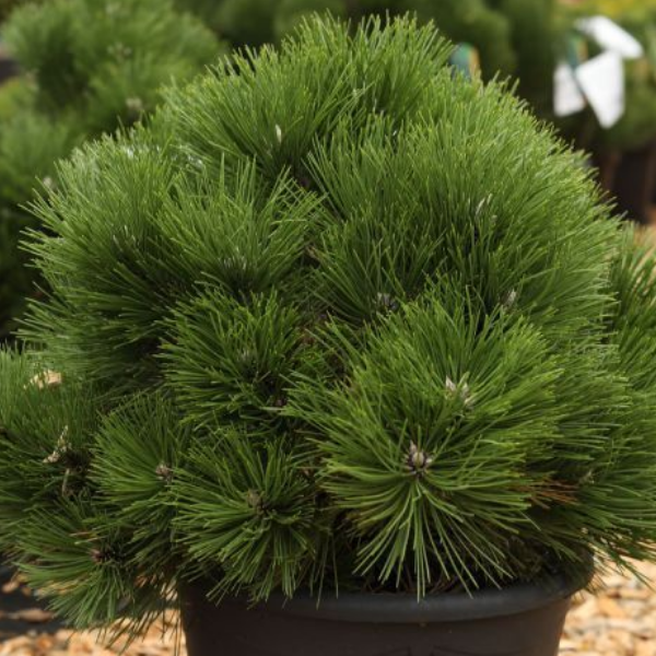 Основное изображение товара