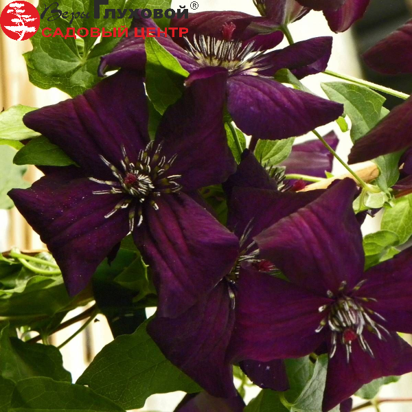 Основное изображение товара