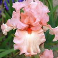 Ирис бородатый Succès Fou