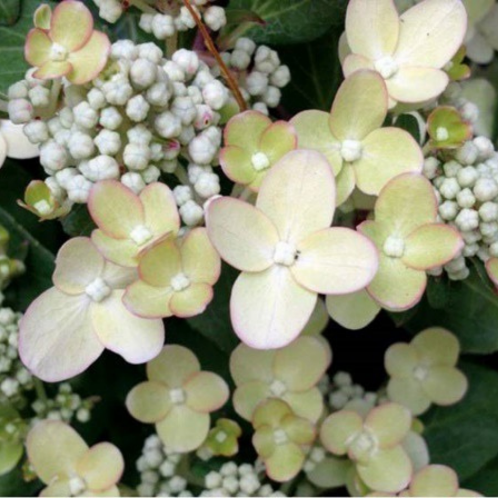 Свич Офелия .png Свич Офелия .png