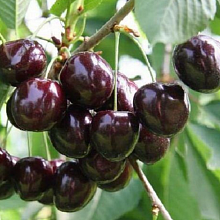 Дюк (Черевишня) Спартанка (средний сорт)