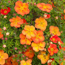 Основное изображение товара