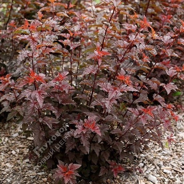 Пузыреплодник калинолистный "Леди ин Рэд" на фото