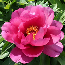 Основное изображение товара