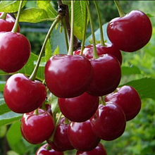 Основное изображение товара