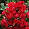 Роза миниатюрная "Red Fairy" на фото