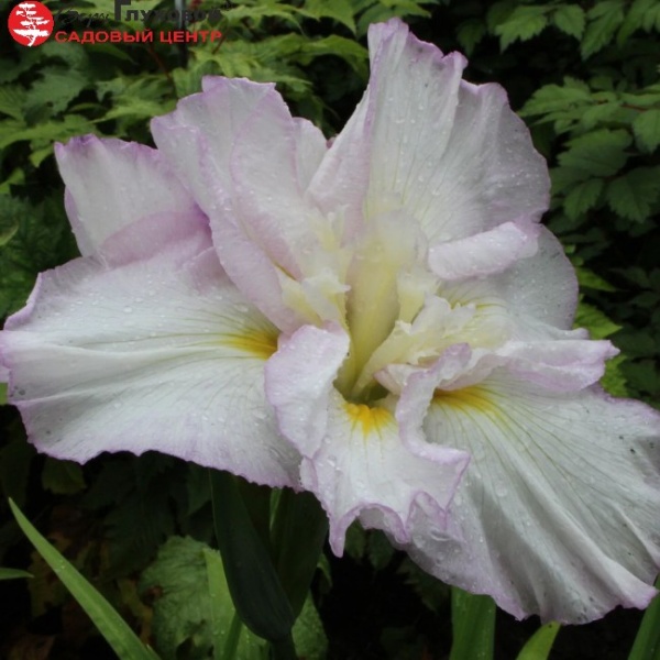 Основное изображение товара