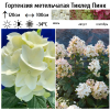 Гортензия метельчатая (Hydrangea paniculata) Тиклед Пинк 2-3вет ОКС СП/25