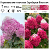 Гортензия метельчатая (Hydrangea paniculata) Строберри Блоссом 2-3вет ОКС СП/25