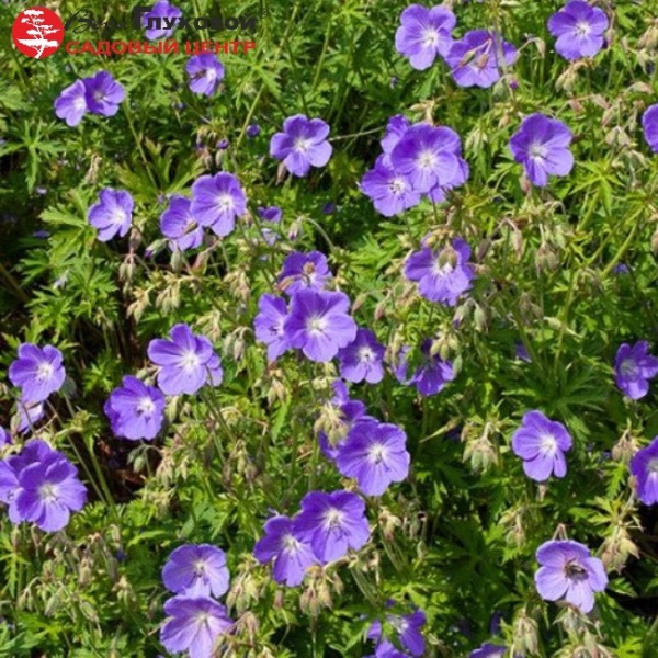 Основное изображение товара