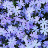 Флокс шиловидный (Phlox subulata) Эмералд Кушон Блю Р9 НАп/26