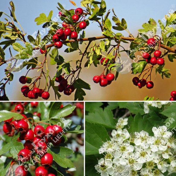 Боярышник точечный "Людмил" на фото