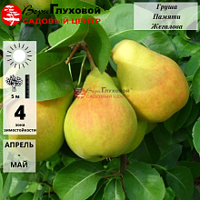 Груша Памяти Жигалова