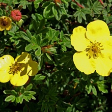 Основное изображение товара