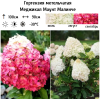 Гортензия метельчатая (Hydrangea paniculata) Меджикал Маунт Малинче С3 НАп/25