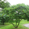 Сумах уксусный (Rhus tuphina) 100-125 С20 РСав/26