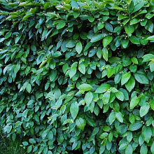 Основное изображение товара