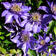 Клематис 