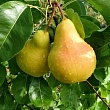 Груша 