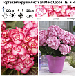 Гортензия крупнолистная 