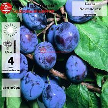 Основное изображение товара