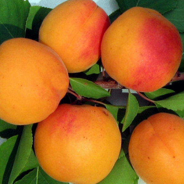 Основное изображение товара