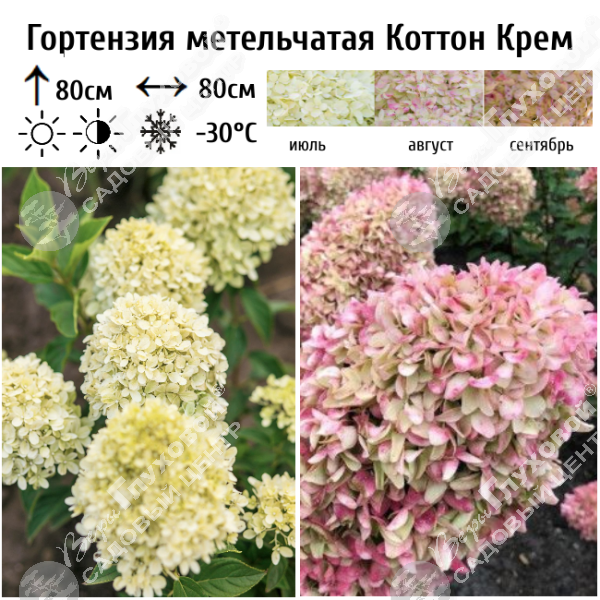 Гортензия метельчатая "Коттон Крем" на фото