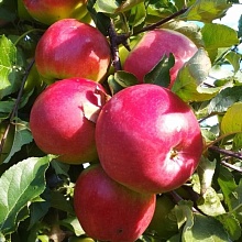 Основное изображение товара