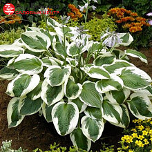 Основное изображение товара