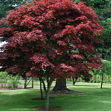 Основное изображение товара