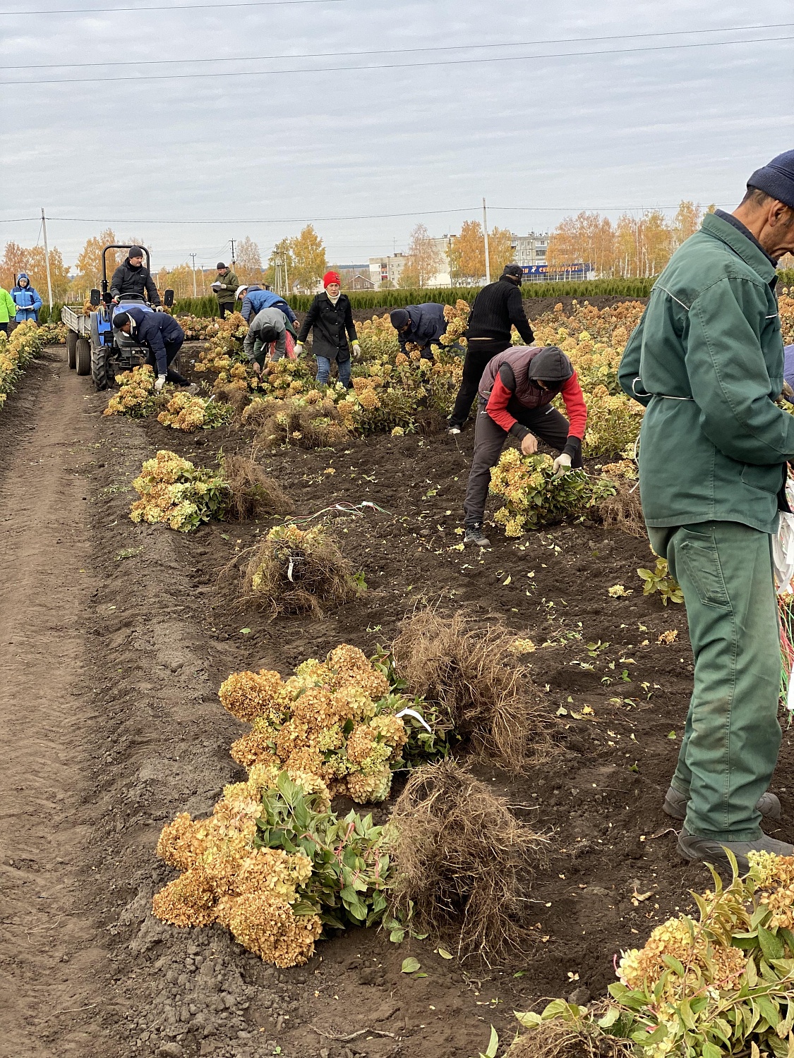 Открыта продажа гортензий ОКС (голый корень)