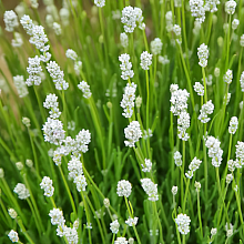 Основное изображение товара