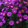 Астра кустарниковая (Aster dumosus) Пинк Бьюти С3 РЛ/25