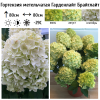 Гортензия метельчатая (Hydrangea paniculata) Гарденлайт Брайтлайт С3 СП/25