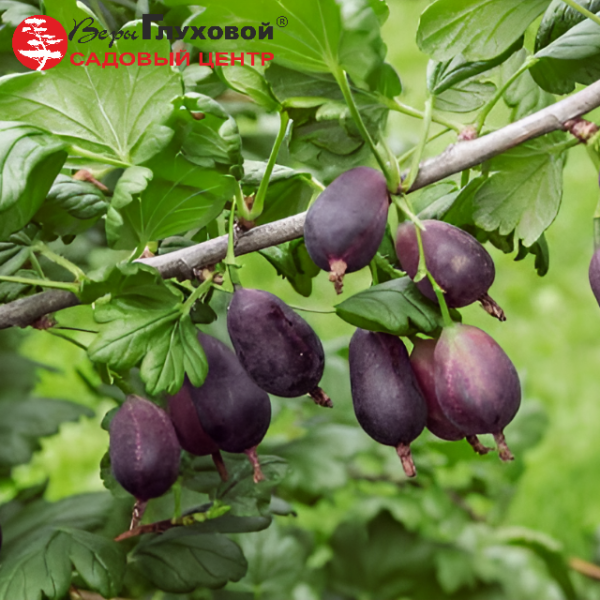 Основное изображение товара