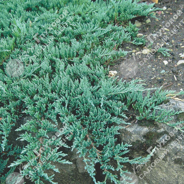 Можжевельник горизонтальный "Глаука" на фото