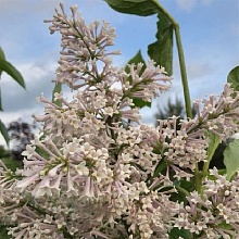 Основное изображение товара