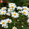 Нивяник великолепный (Leucanthemum superbum) Аляска С3 ГлХ/26