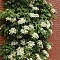 Гортензия плетистая, гибридная, дуболистная