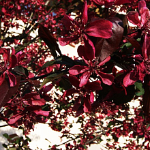 Основное изображение товара