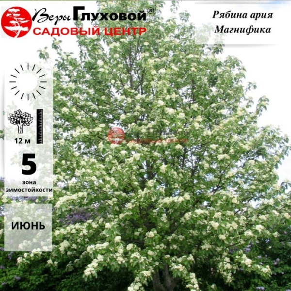 Основное изображение товара