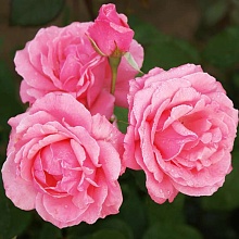 Основное изображение товара