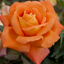 Основное изображение товара