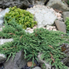 Можжевельник горизонтальный (Juniperus horisontalis) Панкейк  С3 СП/23