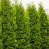 Туя западная (Thuja occidentalis) Кинг оф Брабант С3 СП/24